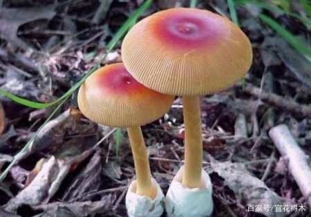 蘑菇小常识（中）10种味道鲜美的蘑菇，哪一种是菌中之王？插图6